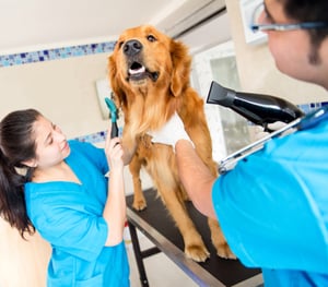 veterinarian lawyer, vet attorney, vet, veterinary practice