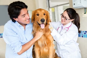 veterinarian, vet, vet lawyer, vet attorney