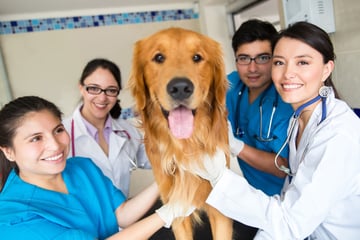 veterinary attorney, veterinary lawyer, veterinarian, vet practice, veterinary clinic