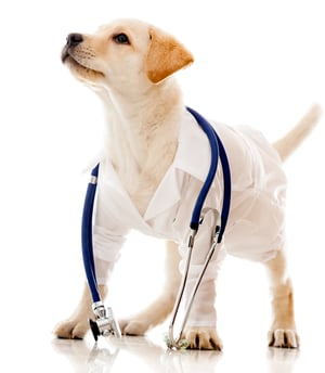 veterinarian, vet, vet lawyer, vet attorney