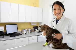 vet lawyer, vet attorney, veterinarian, veterinary practice