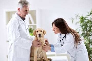 veterinary attorney, veterinary lawyer, veterinarian, vet practice, veterinary clinic