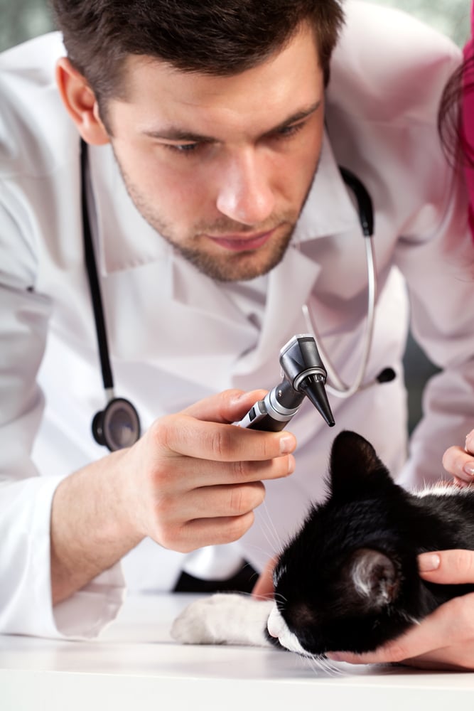 How to Attract New Patients to Your Veterinary Practice & Keep Them