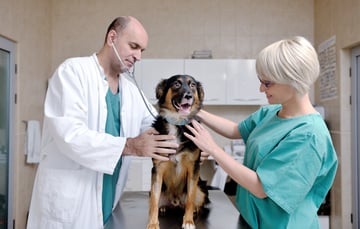 veterinarian, veterinary attorney, veterinary lawyer, vet practice