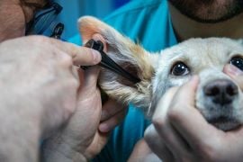 veterinary attorney, veterinary lawyer, veterinarian, vet practice, veterinary clinic