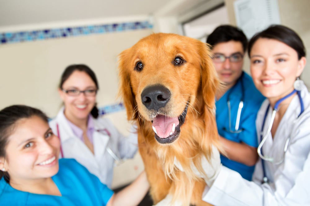 veterinarian, vet practice, veterinary attorney, veterinary lawyer, veterinary transition
