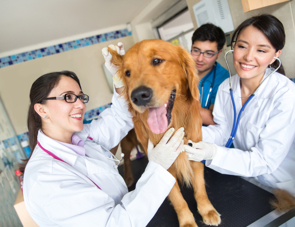 veterinary attorney, veterinary lawyer, veterinarian, veterinary practice, vet clinic