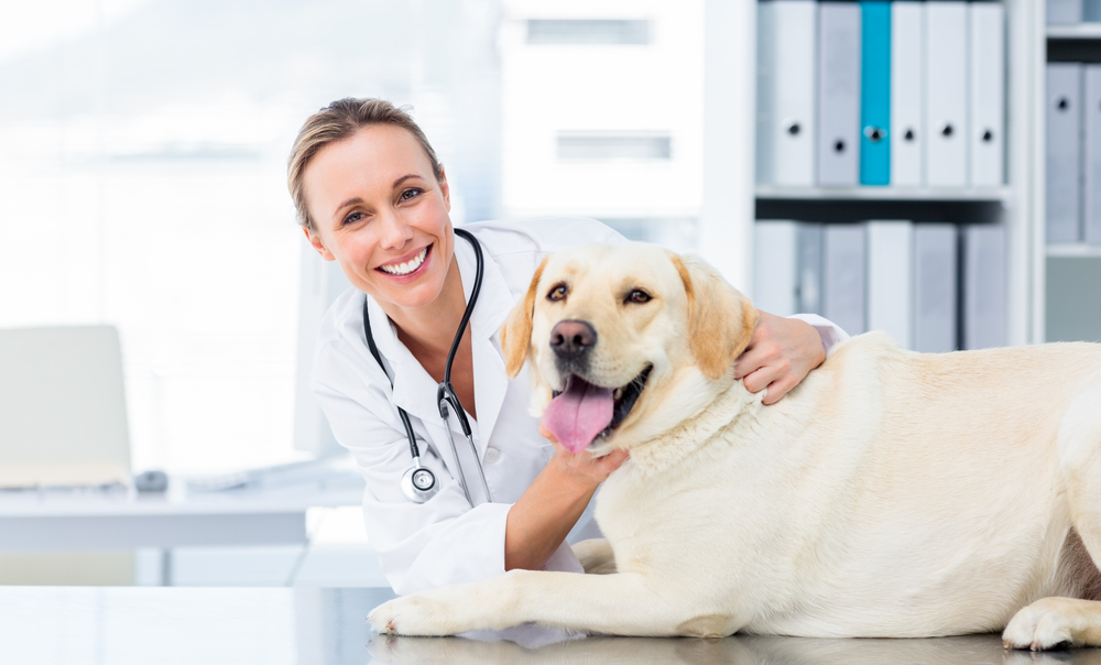 veterinary lawyer, veterinary attorney