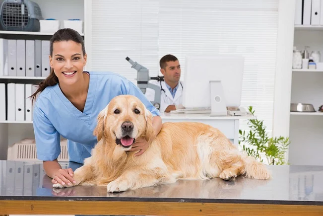 Smiling vet examining a dog in medical office-1