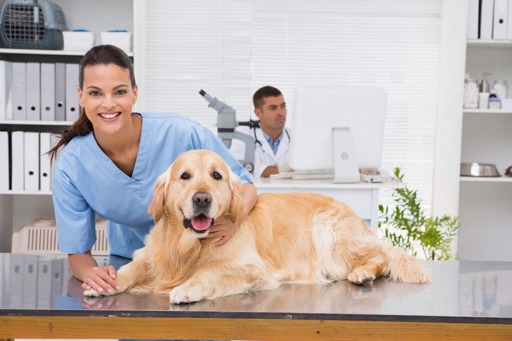 Veterinarian, Vet Lawyer, Vet Attorney