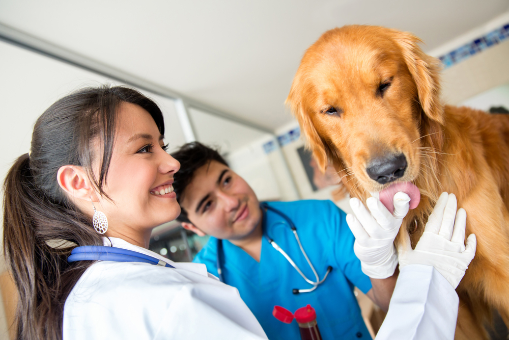 Veterinary Associate Contracts