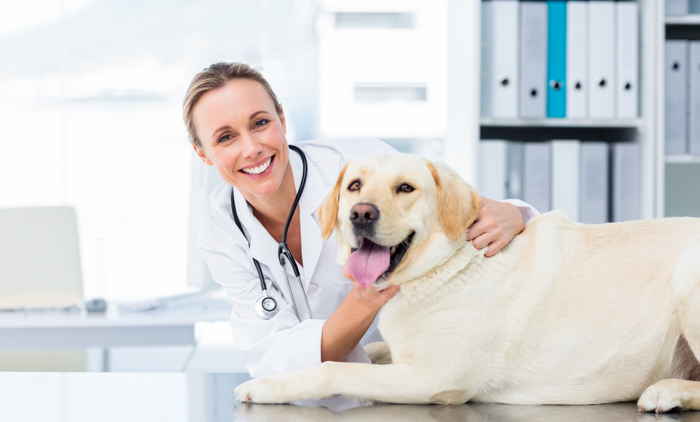 Buying a veterinary practice