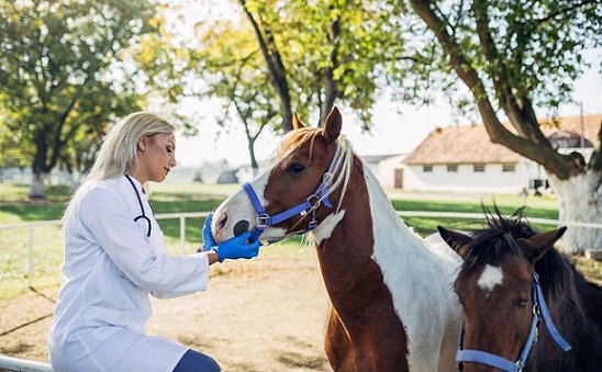 Veterinary Attorney