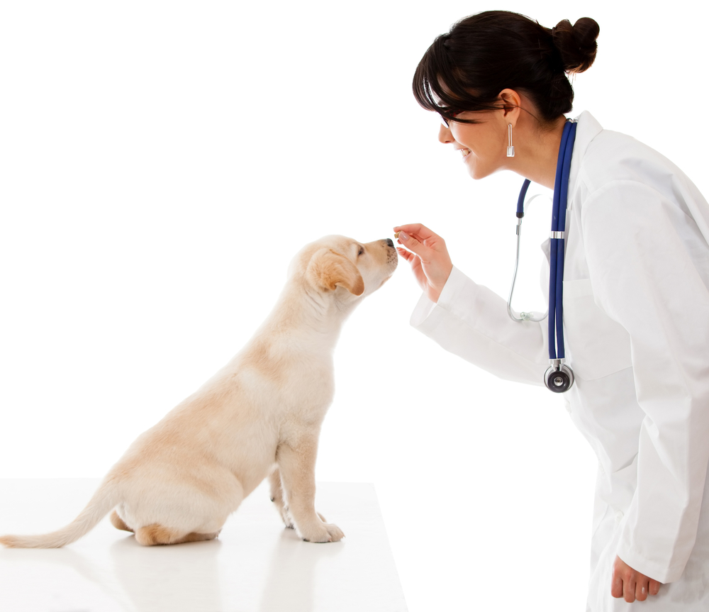 Veterinarian, Veterinary Lawyer, Veterinary Attorney