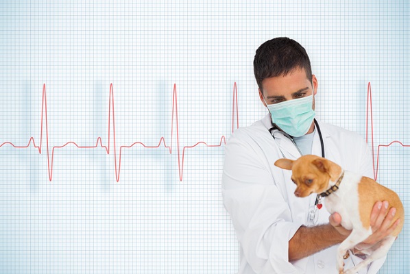 Sell a Veterinary Practice