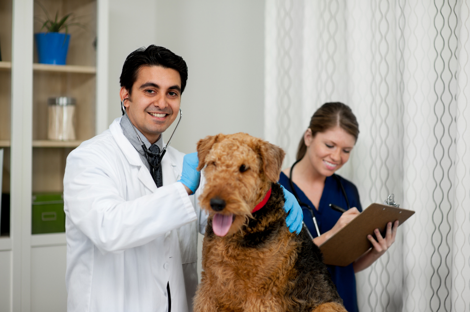 vet, vet practice. lawyer attorney