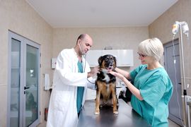 purchasing a veterinary practice